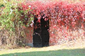 Autumn Fall Foliage Golden