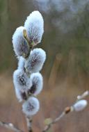 Willow Catkins close up