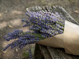 Lavender Mood Purple