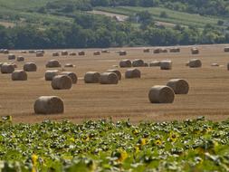 Straw Bale Sunflower