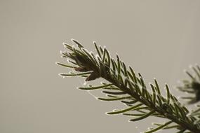 Conifer Ripe Ice