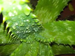 goodly Spray Aloe Thorns