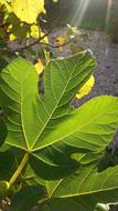 Spring Leaf of Summer Fig tree