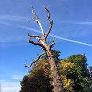 leafless Tree Woods Trunk