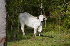 Steer Cattle Cow