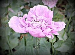 fabulous Flower Poppy pink