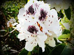 impressively beautiful Rhododendron Blossom