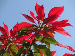 Poinsettia Euphorbia red flower