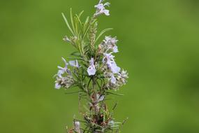 goodly Rosemary Blossom