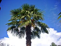 Hemp Palm Crown