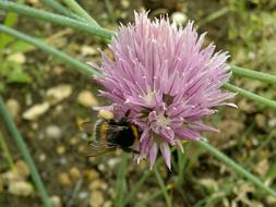 perfect Flower Onion