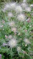 Pulsatilla Grandis
