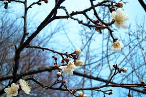 goodly Sakura Cherry Blossoms