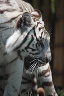 White Tiger Zoo Sigfried And Roy