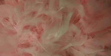 pink Boa Feathers