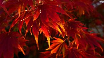 Leaves Fall Foliage