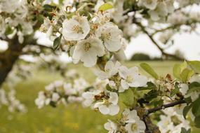 Apple Tree Blossom Spring