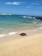 Turtle Sea