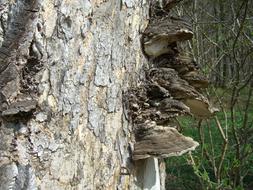 Tree Fungus Baumschwamm