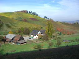 Vineyard Autumn Eunice Hof