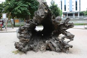 Tree Trunk