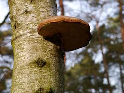 Tree Fungus Mushroom