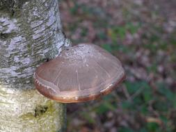 Tree Fungus Mushroom