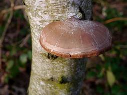 Tree Fungus Mushroom