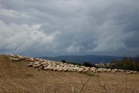 Sheep Flock Of