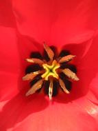 macro photo of extraordinarily beautiful red Flower