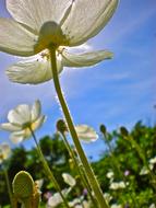 Flowers White Buds