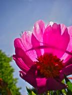 pink flower on a sunny day close up