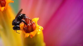 Banana Tree Bee