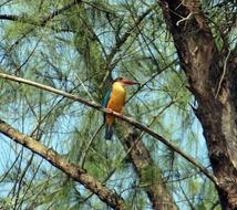 Stork-Billed Kingfisher Casuarina