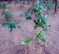 Alexandrian Laurel tree Beauty Leaves