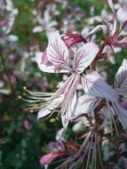 impressively beautiful Bloom