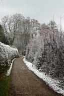 landscape of Winter Trees