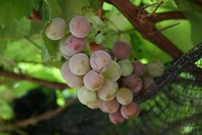 Uva Grape Grapes