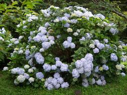 Hydrangeas Flowers