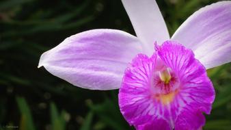 Bamboo Orchid Flowers