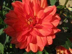 Dahlia Red Autumn