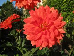 wonderful red Dahlia Flowers