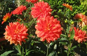 Dahlia Flowers