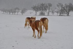 Horses Haflinger Winter