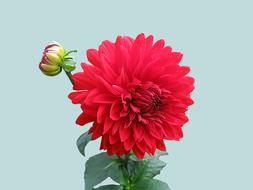 perfect Dahlia Red