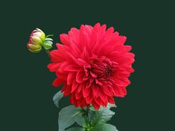 goodly Dahlia Red Blossom