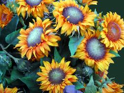 Yellow Autumn Sunflowers in garden