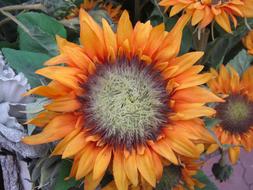 Sunflower Yellow Autumn