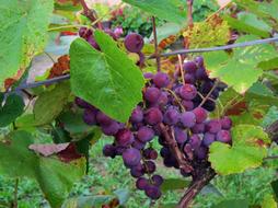 Blue Grapes in garden