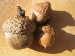 Acorns Autumn Brown